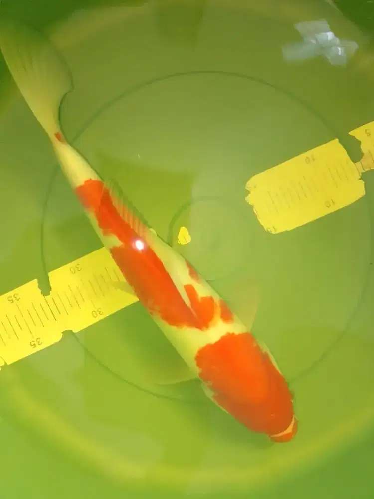Ikan koi jenis Kohaku 37cm import sertifikat