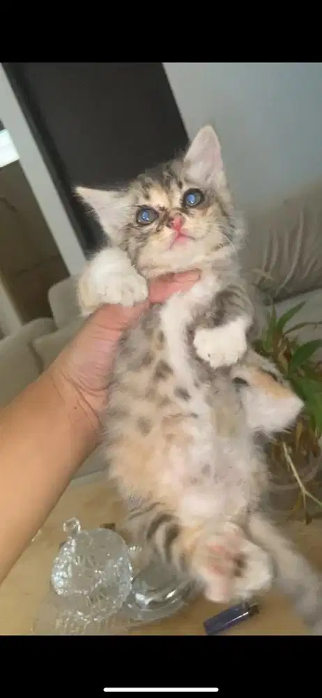 Kitten mixdome betina