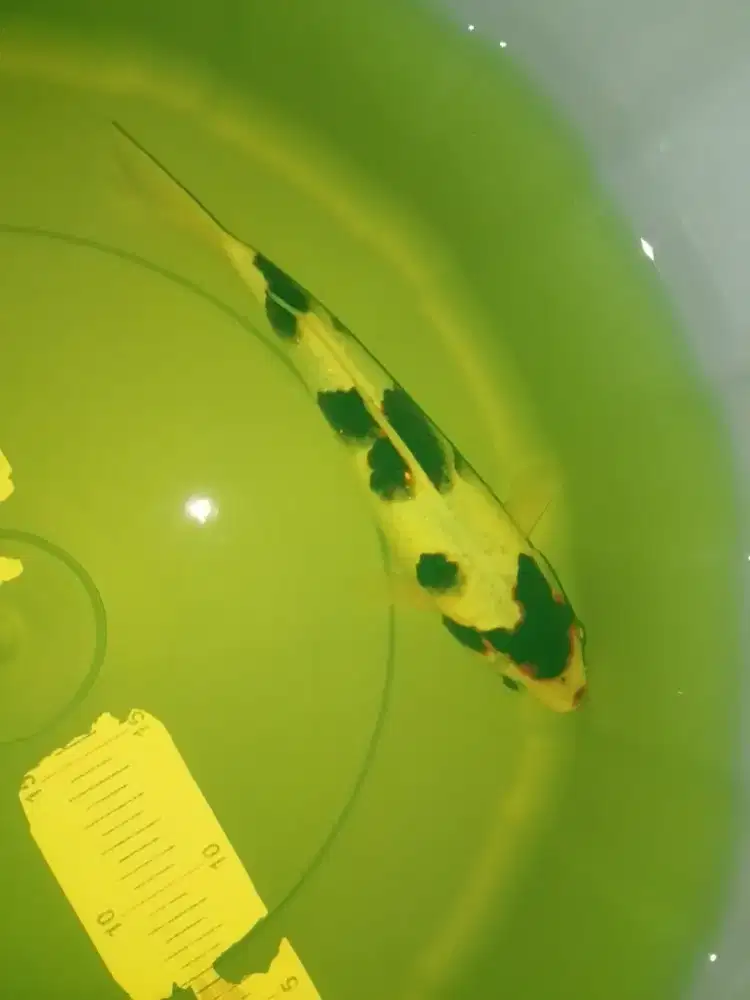 Ikan koi jenis Budo Goromo 26cm pola bagus