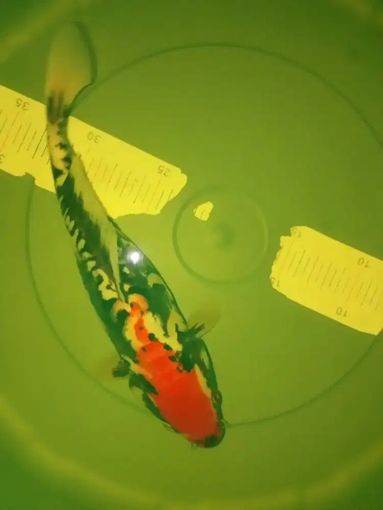 Ikan koi jenis Beni Kumonryu 30cm
