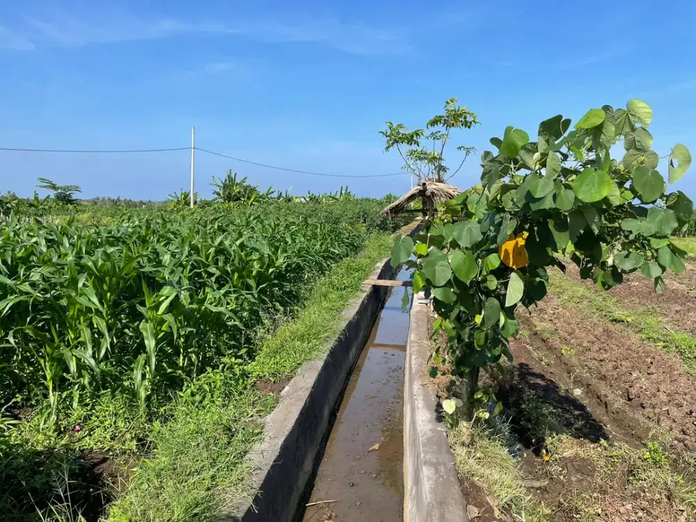 Land Freehold 1230 Sqm in Tibu Biu Tabanan