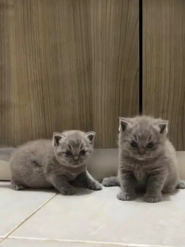 Kitten Britsh Short Hair