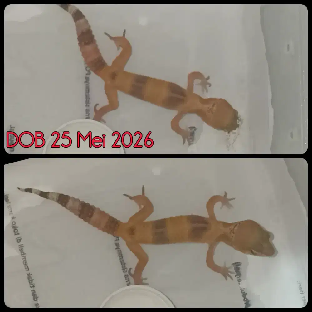Baby Sunglow x Sunglow 2 ekor 100rb