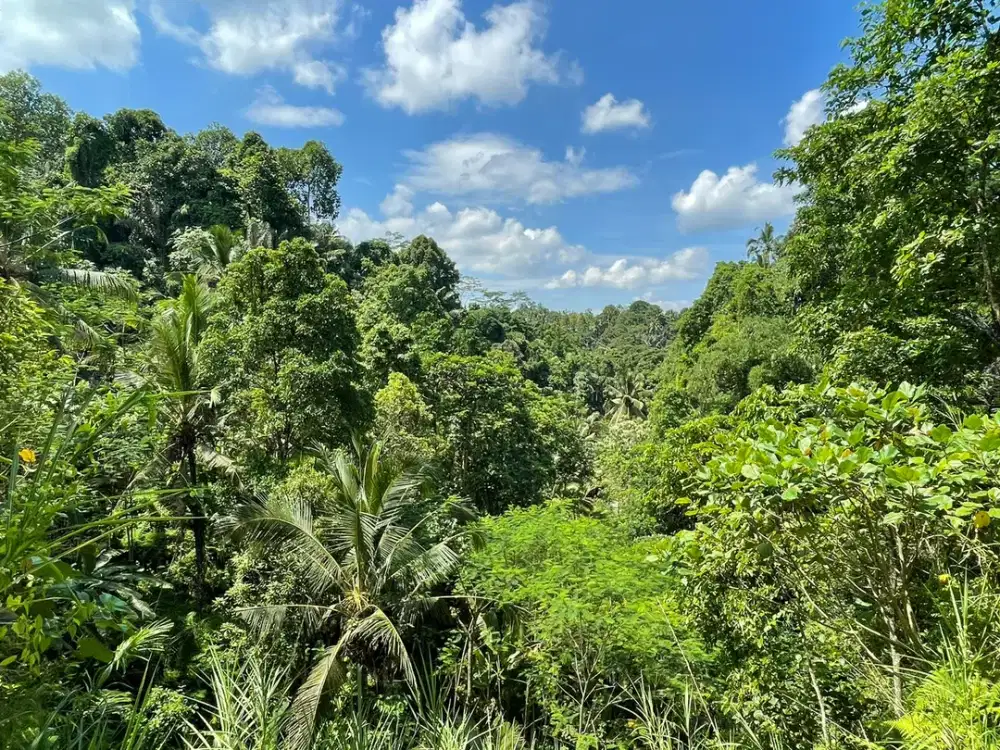 Leasehold land 8857 Sqm In Great Location Ubud