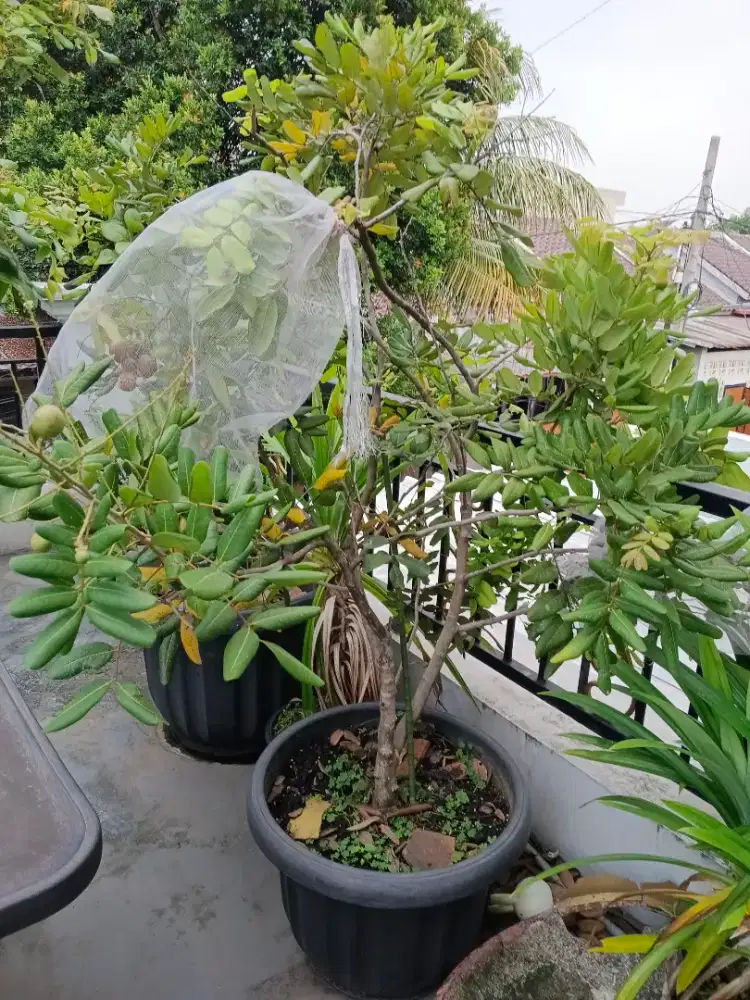 Di jual pohon klengkeng pimpong sudah berbuah
