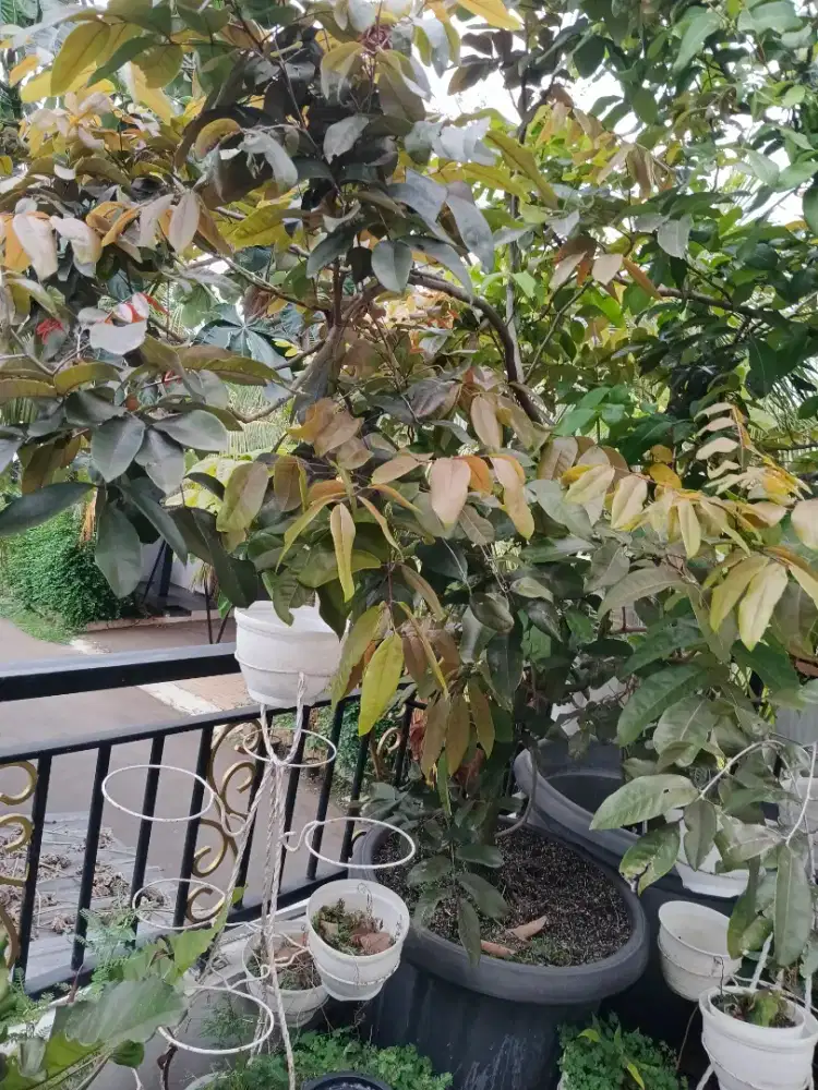 Di jual pohon klengkeng merah sudah berbuah