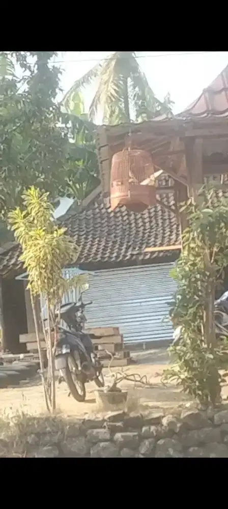 Branjangan gacor giras