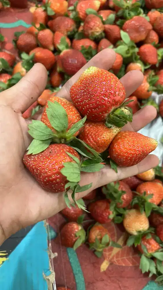 JUAL STRAWBERRY FRESH