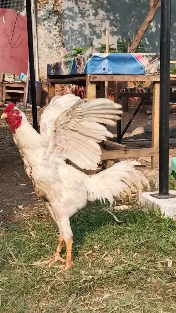 Ayam Jago Birma Pocong
