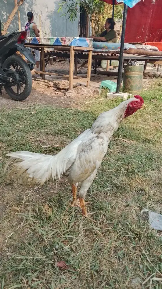 Ayam Birma Jawara