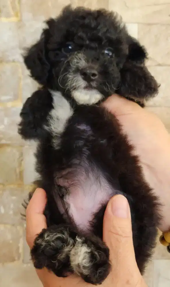 Anakan Poodle jantan murahhh