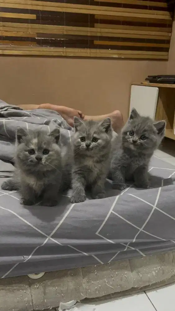 Kucing Kitten BSH British Shorthair