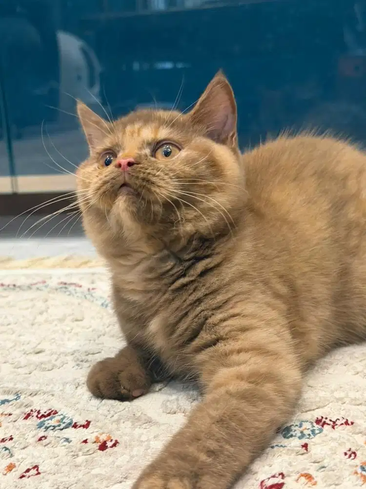 Bsh certificate pedigree