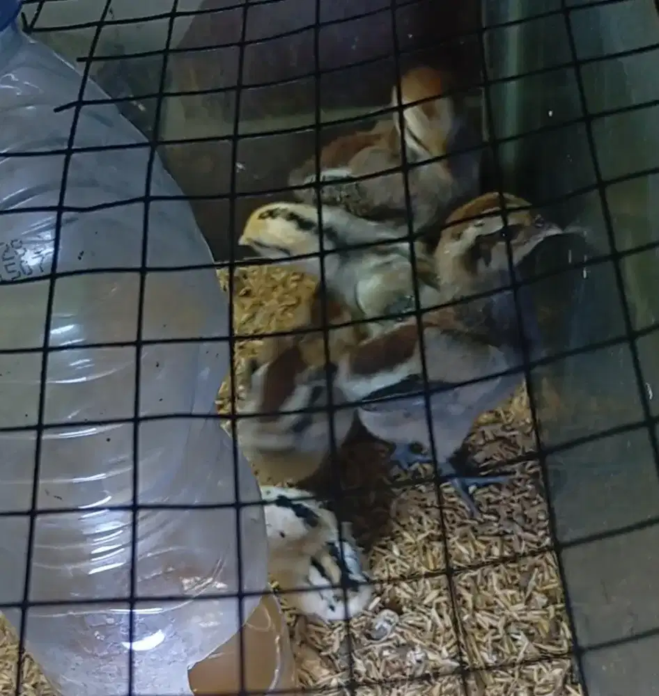 Ayam Kate indukan sepasang