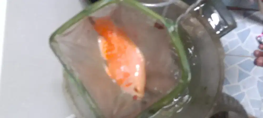 Ikan oscar predator