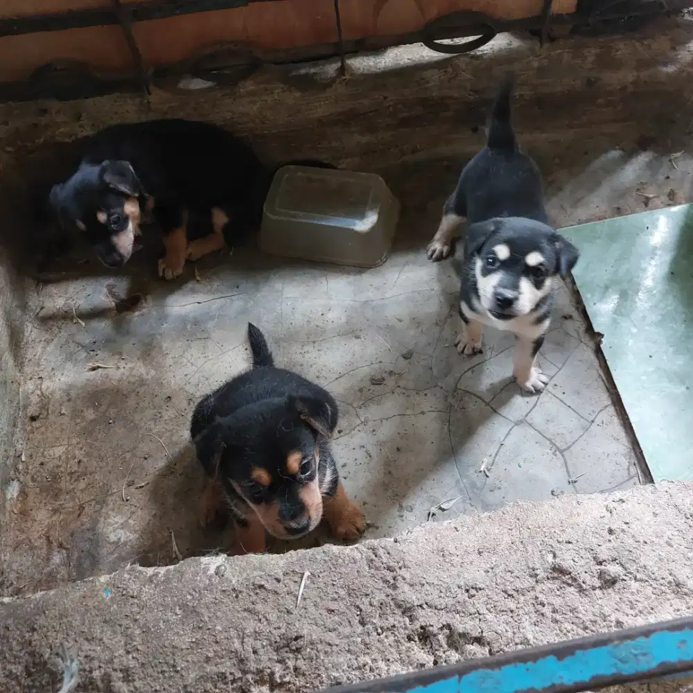 Anak anjing kampung