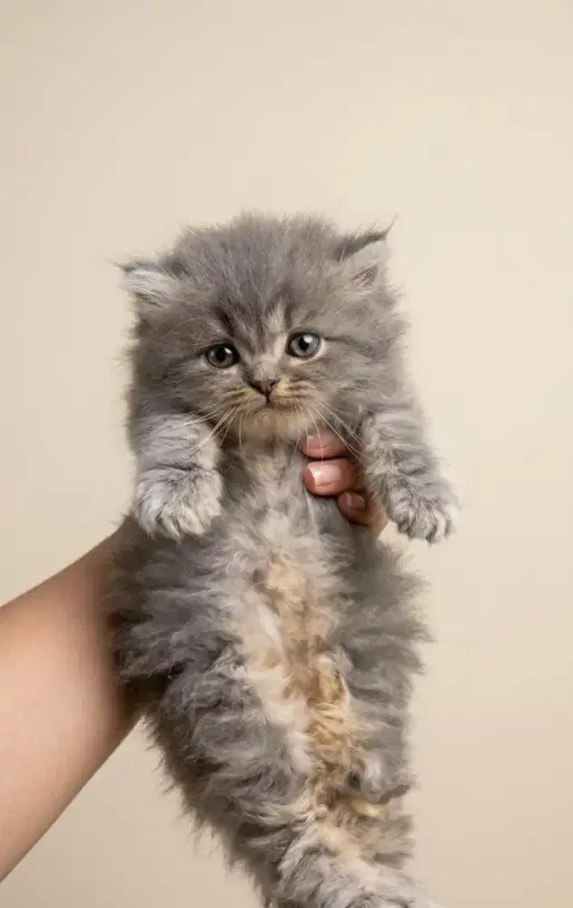 Kucing jantan longhair