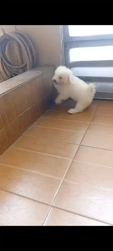 Bichon frise betina 3 bln