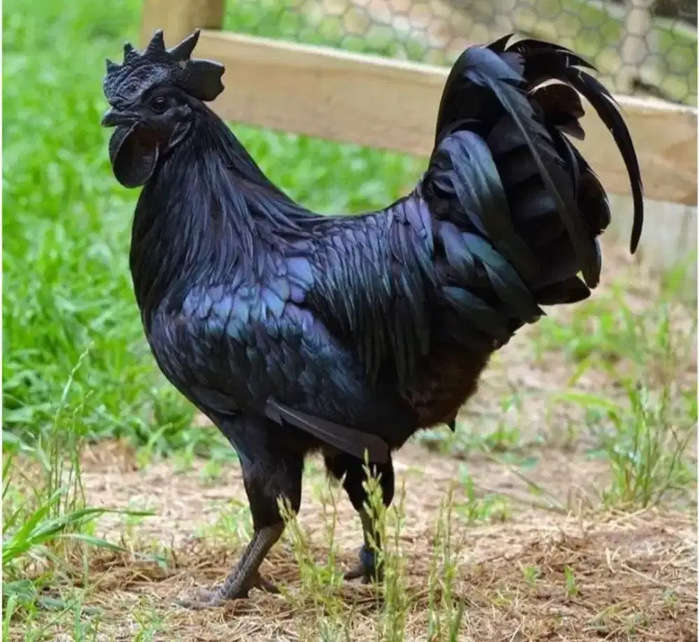 Ayam Cemani Telur/anakan/Dewasa