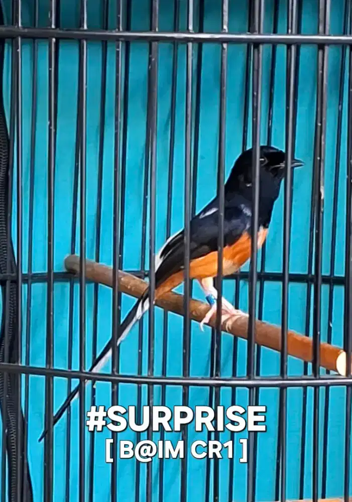 Murai batu BLOROK TRAH NASIONAL [ ring GMK BIRU ] + sertifikat