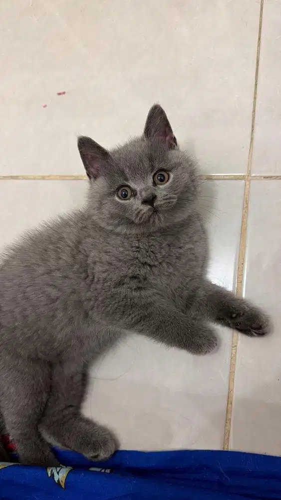 British short hair kitten