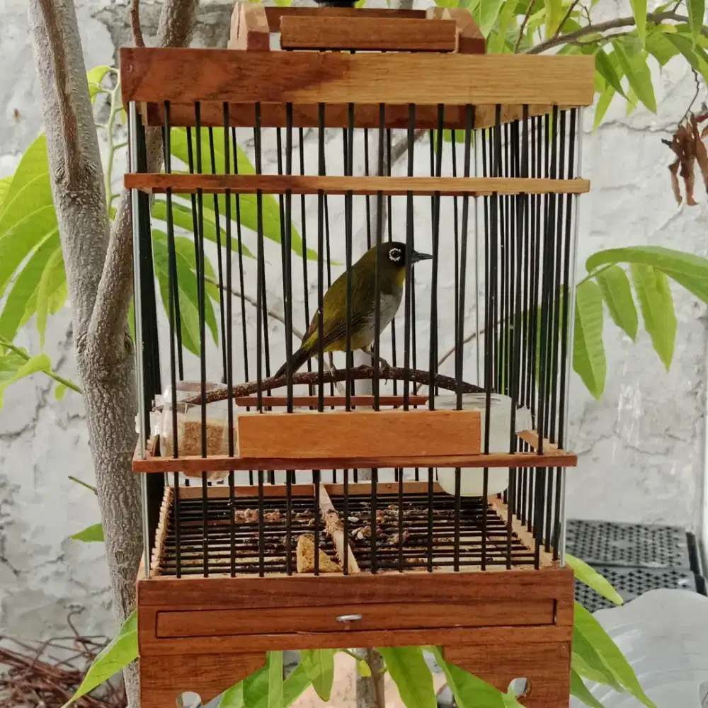 Kandang / sangkar burung kecil