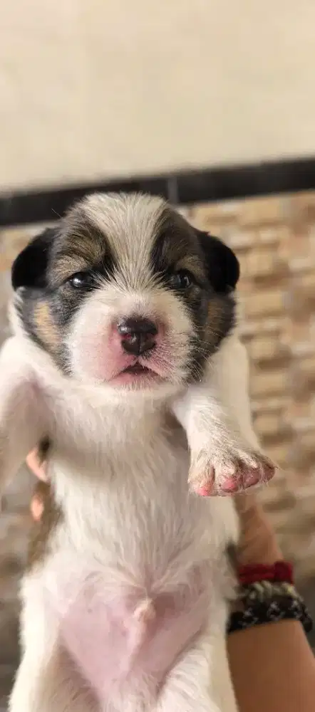 Anak anjing mix