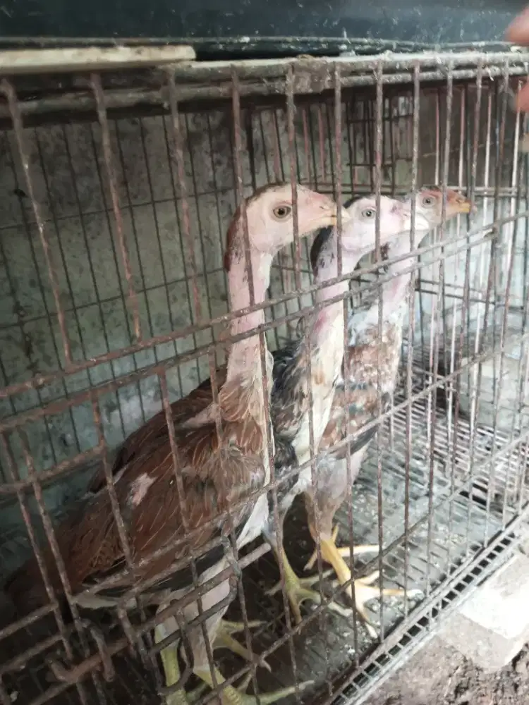 ayam bangkok mangon 3 bln