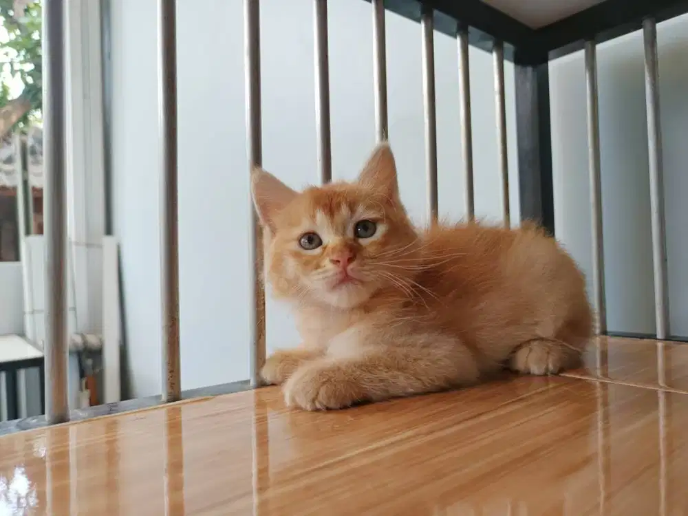kitten persia medium jantan