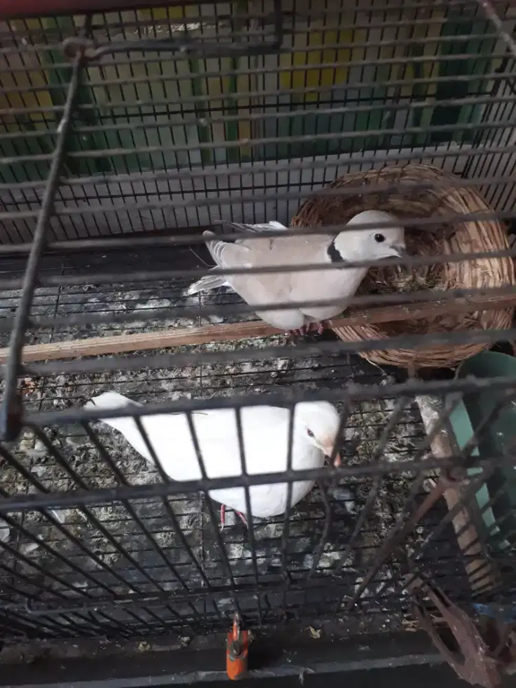 Burung puter sepasang murmer