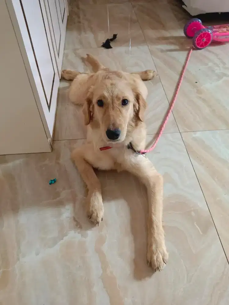 Jual anjing golden