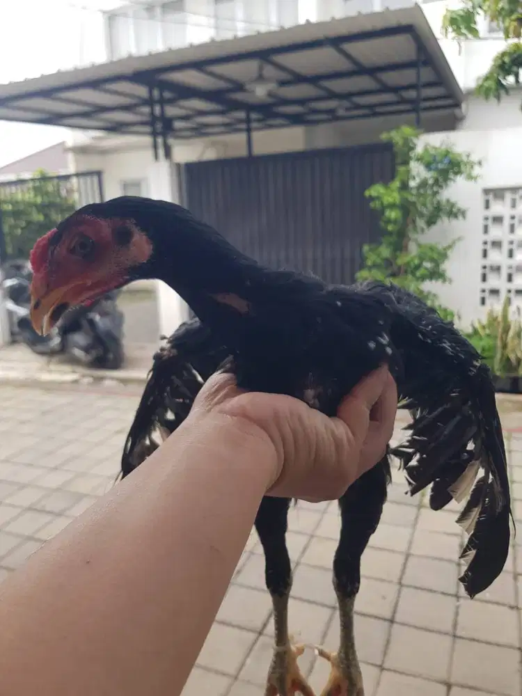 Ayam Blackbull Premium Usia 2 Bulan | Trah Antony Medan
