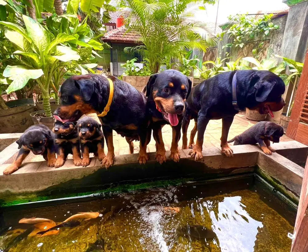 Anak Anjing ROTTWEILERS