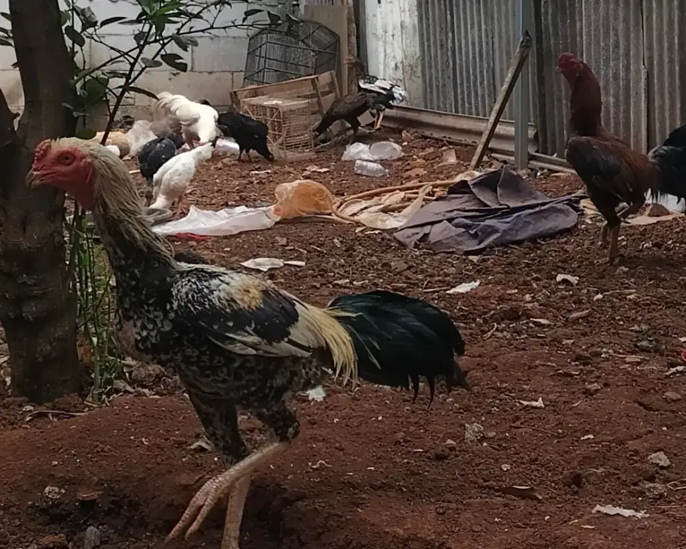 Ayam bangkok muda