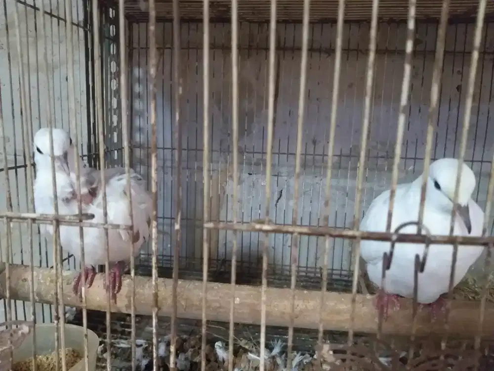 Puter silangan tekukur blorok jambul
