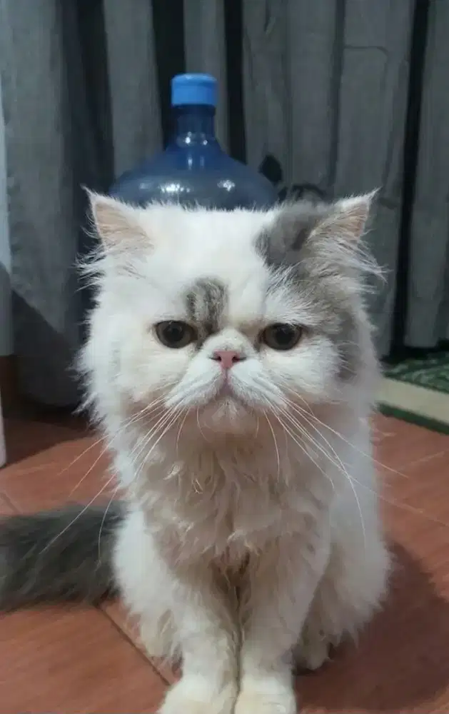 Peaknose blue van jantan 10bulan