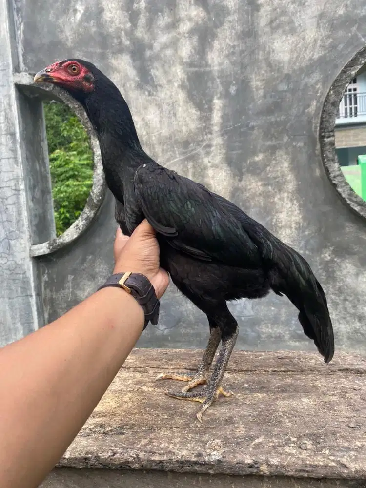 Ayam dere pakhoy 5 bulan