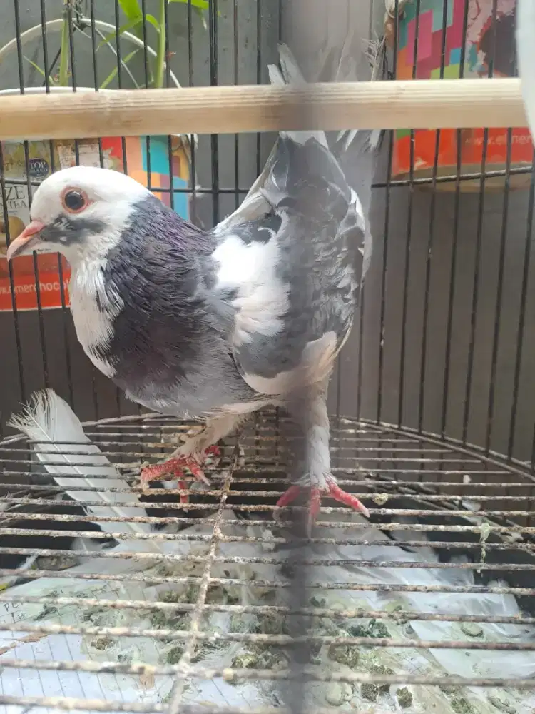 Burung merpati betina
