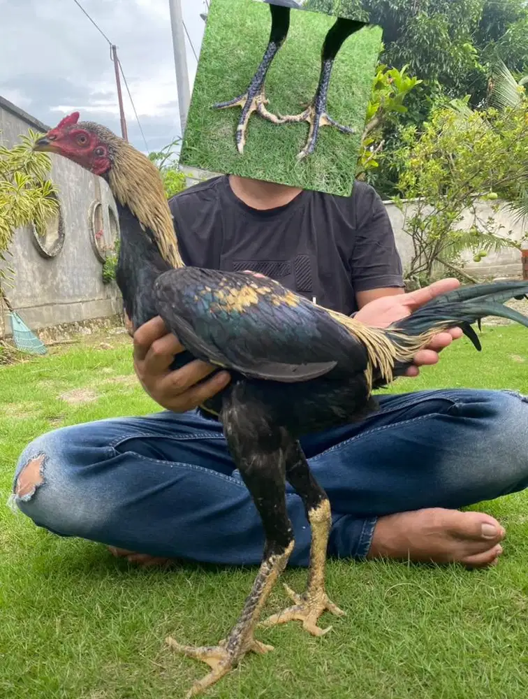 Ayam pakhoy original 5 bulan
