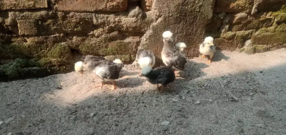 Ayam Poland white crested