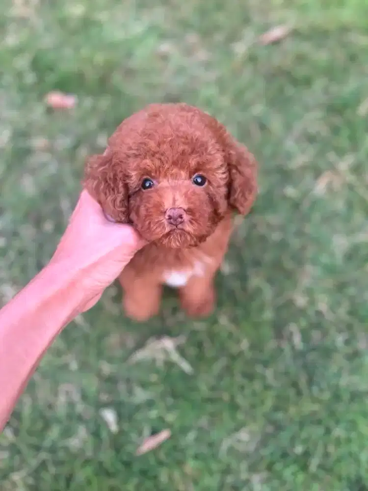 Toy poodle betina kosongan bearface