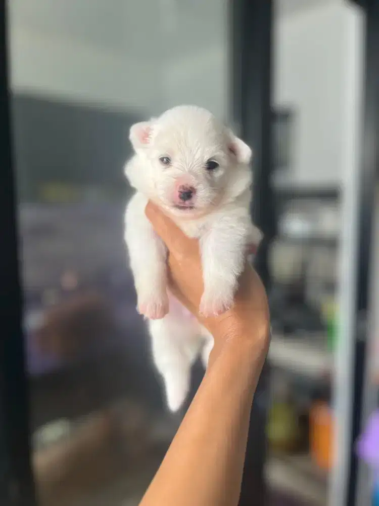 Open booked minipom snow white