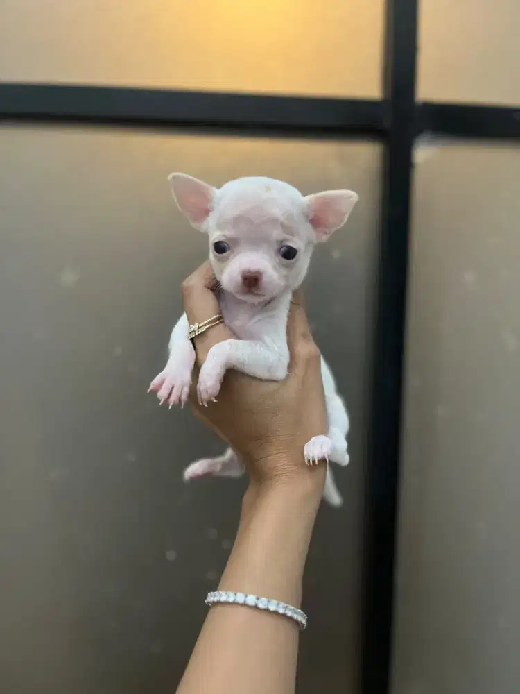 Micro chihuahua all betina stambum