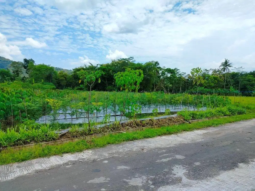 Tanah Borobudur dijual - View perbukitan, cocok untuk investasi