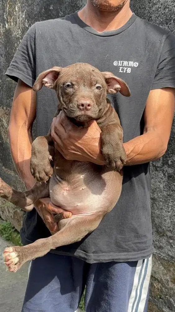 Anjing pitbul pure