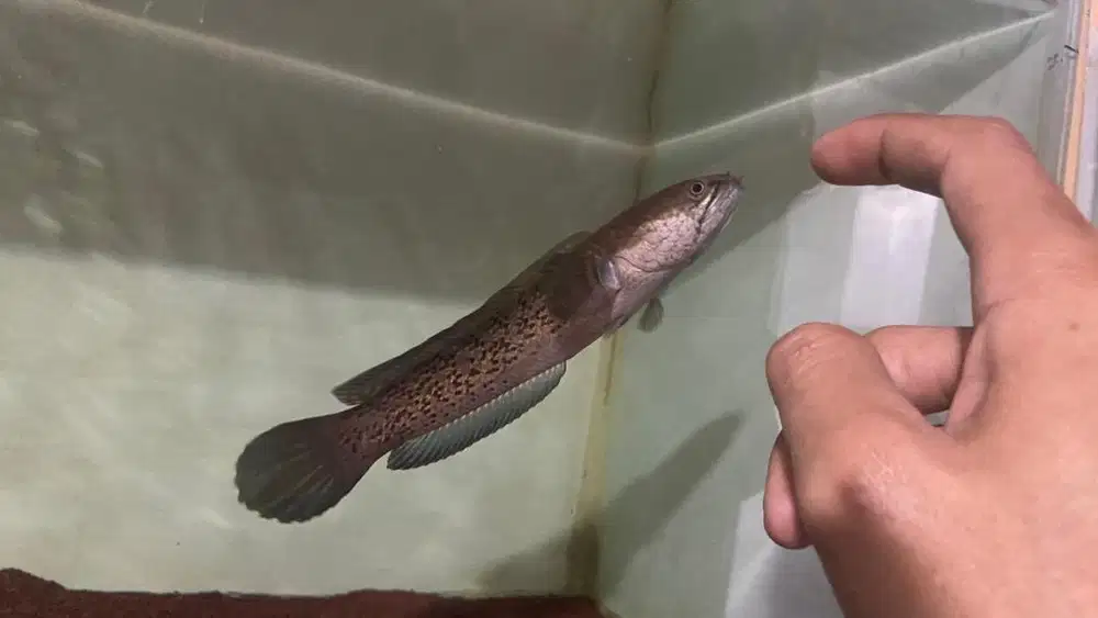 ikan gabus hias (channa stewarti) size -+15cm