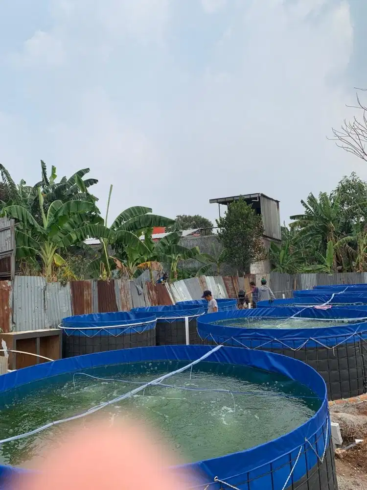 KOLAM IKAN BIOFLOK ORCHID DAN BIBIT IKAN NILA LELE