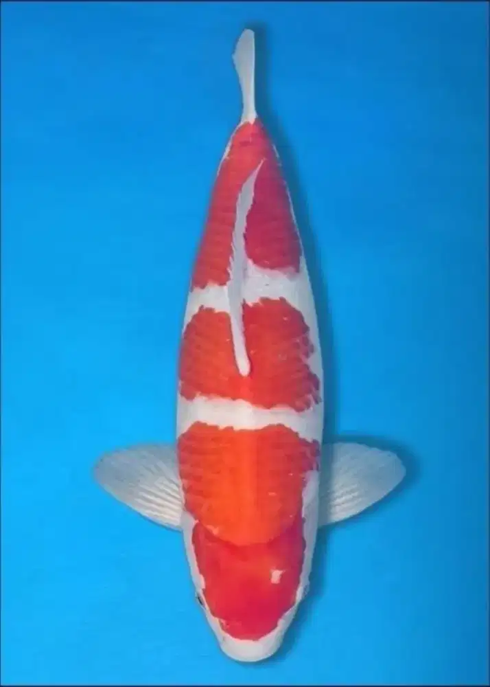 Ikan koi kohaku