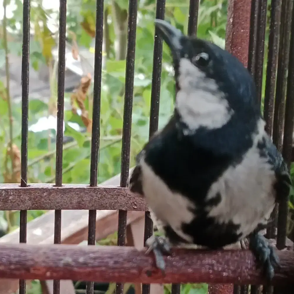 Gelatik batu wingko