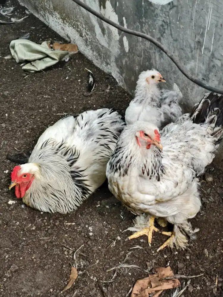 PAKET AYAM BRAHMA DEWASA + ANAK – INDUKAN SEHAT, BESAR & BULU LEBAT